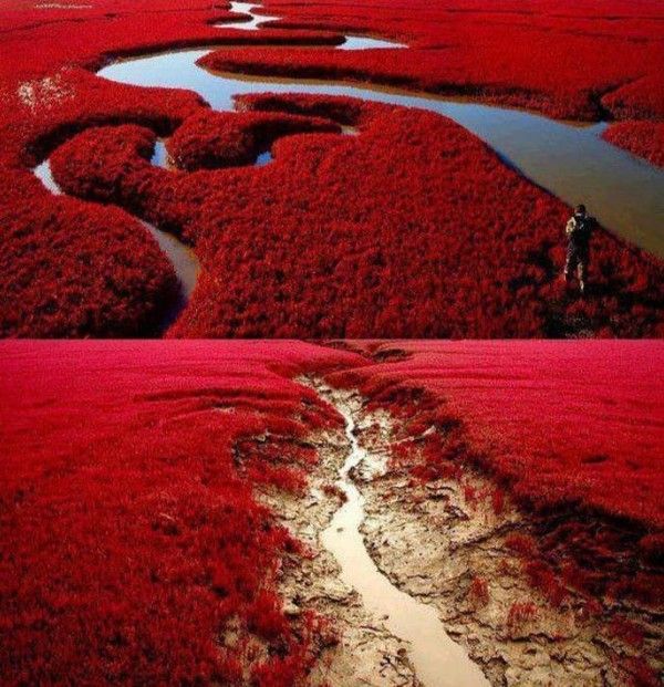 Merveilles de dame nature